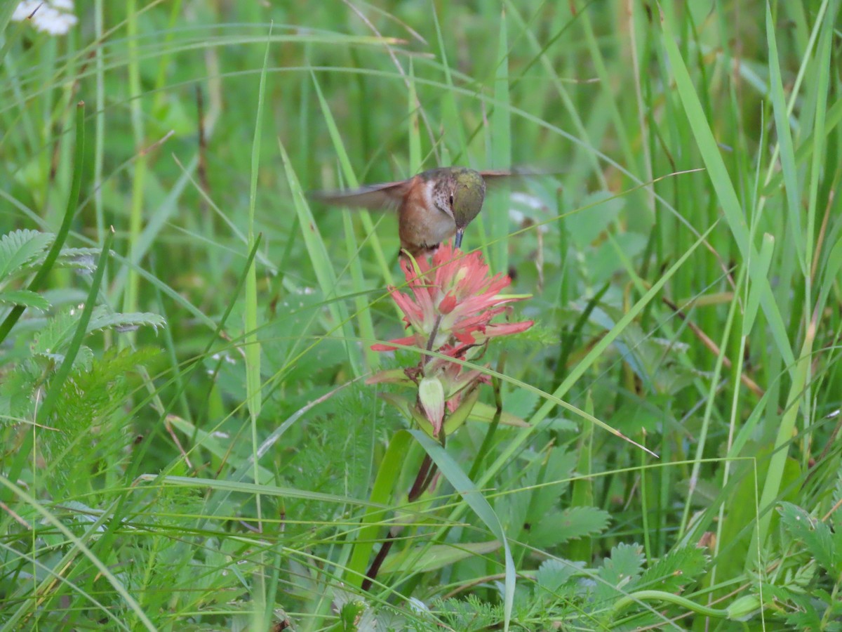 Rufous Hummingbird - ML620470008