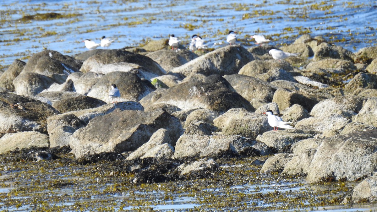 Common Tern - ML620470012