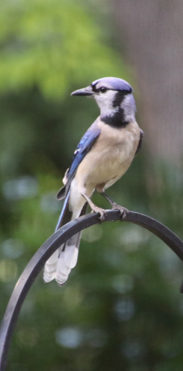 Blue Jay - ML620470013