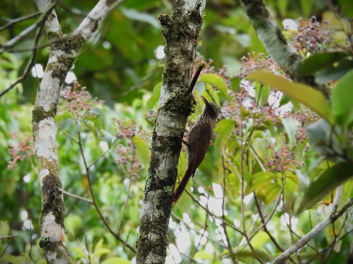 Streak-headed Woodcreeper - ML620470014