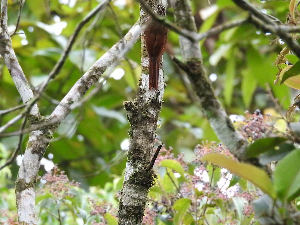 Streak-headed Woodcreeper - ML620470015