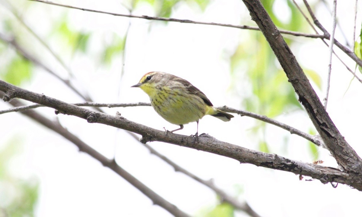 Palm Warbler - ML620470016