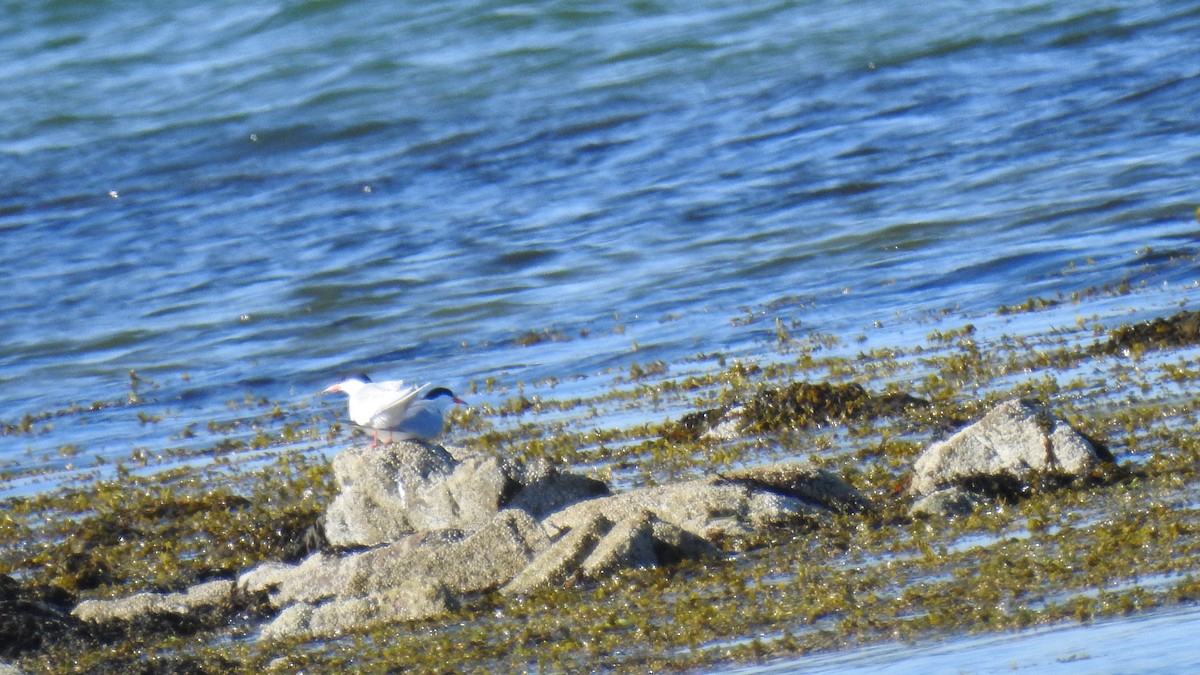 Common Tern - ML620470018