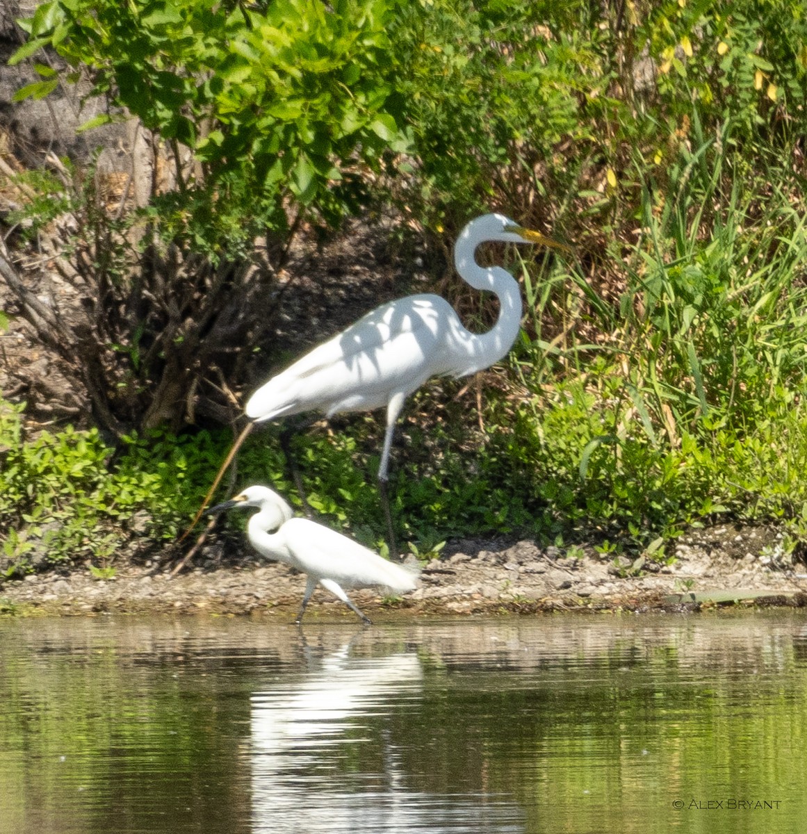 Snowy Egret - ML620470020