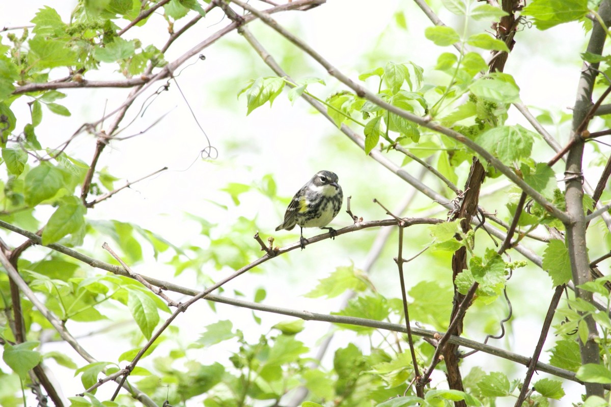 lesňáček žlutoskvrnný (ssp. coronata) - ML620470023