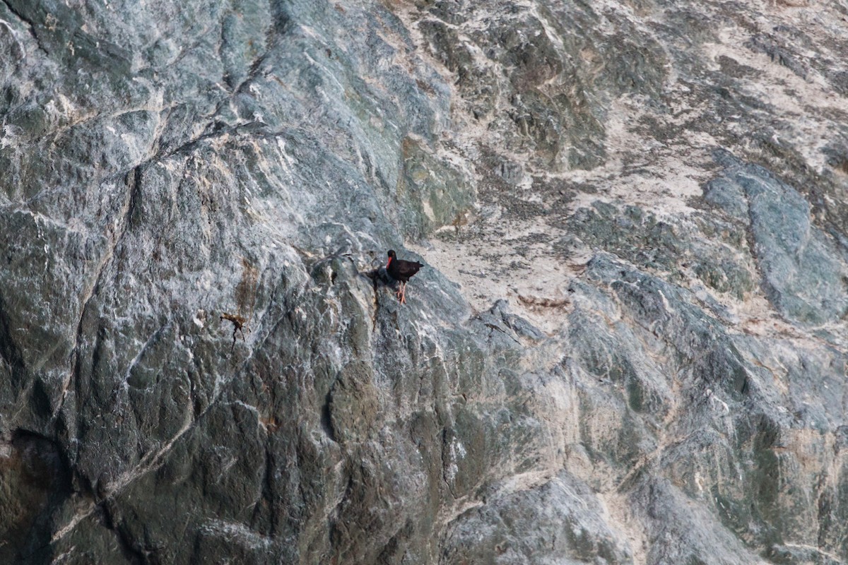 Black Oystercatcher - ML620470025