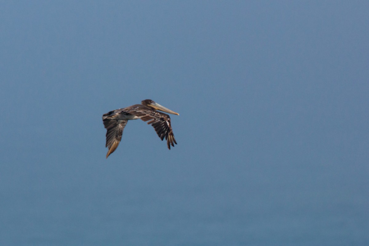 Brown Pelican - William Clark