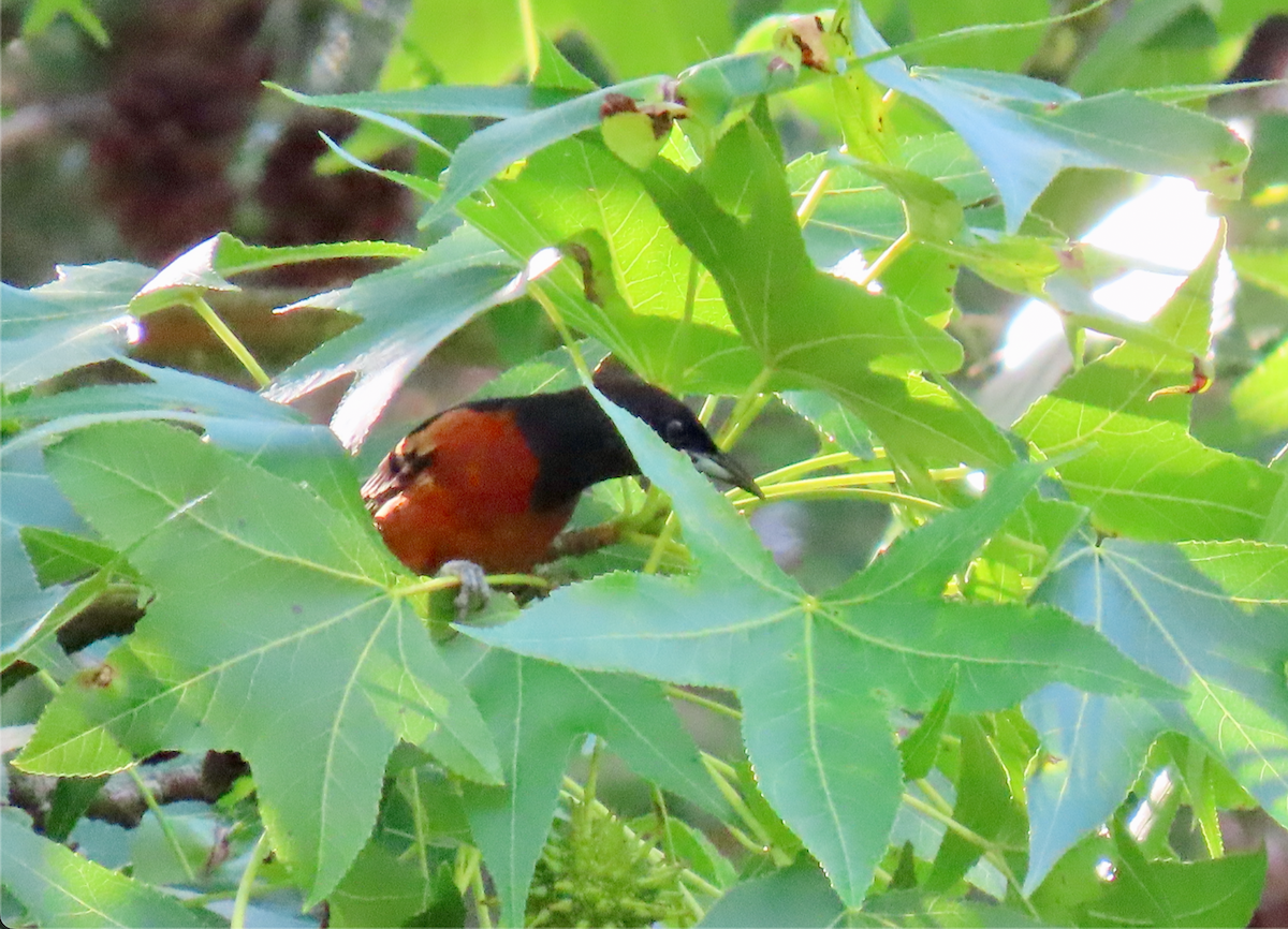 Orchard Oriole - ML620470029