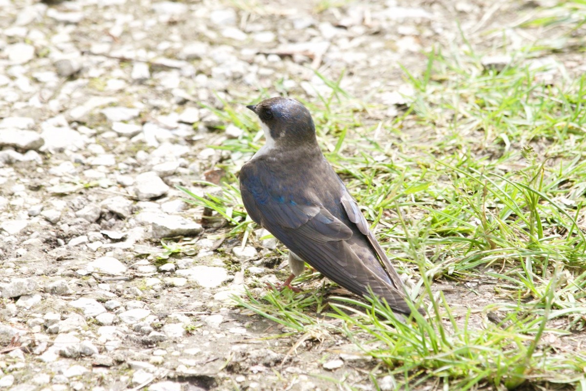 Tree Swallow - ML620470031