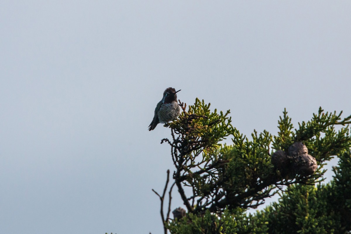 Anna's Hummingbird - ML620470034