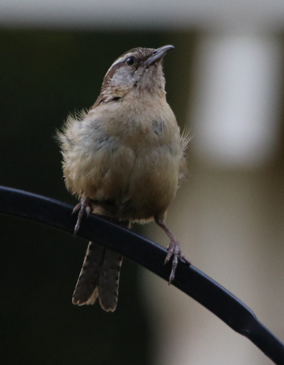 Carolina Wren - ML620470035