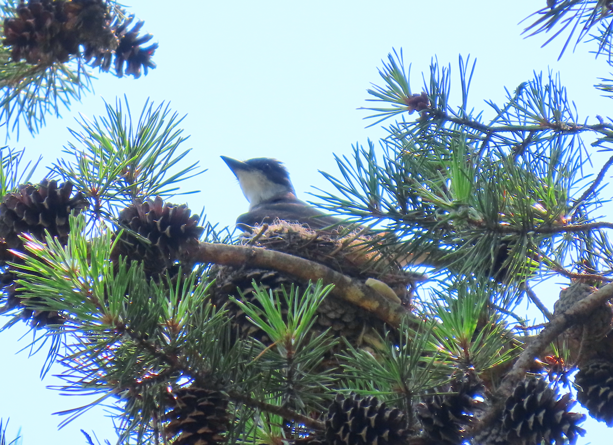 Eastern Kingbird - ML620470043