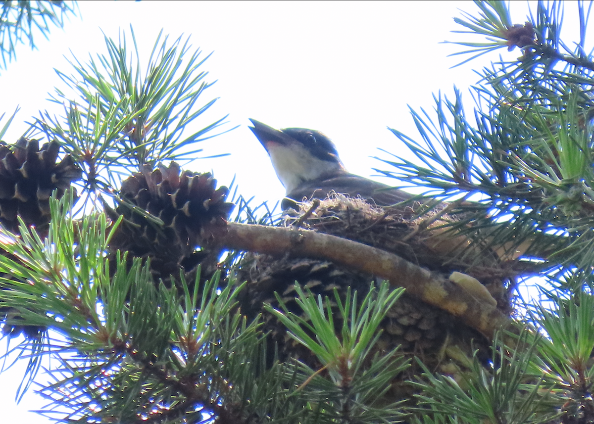 Eastern Kingbird - Heather Buttonow