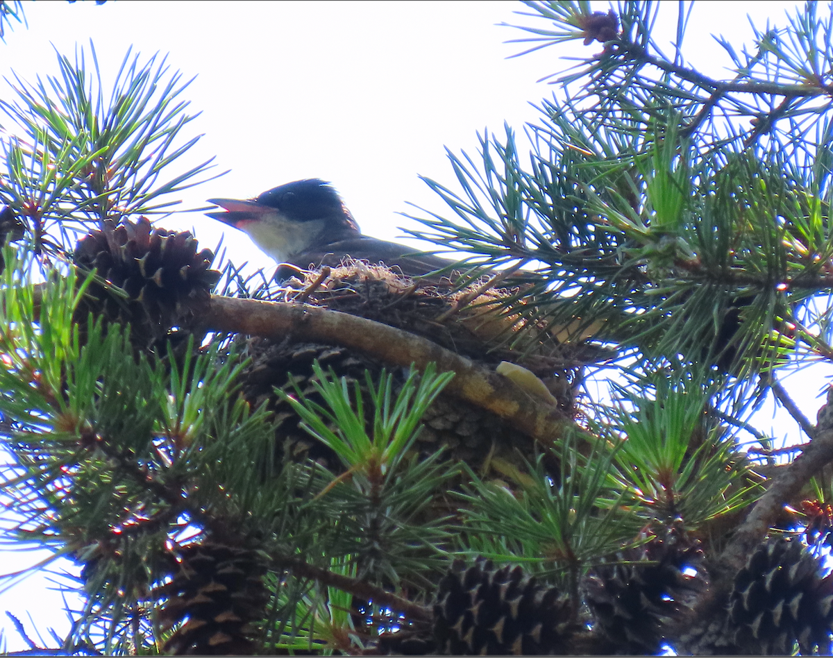 Eastern Kingbird - Heather Buttonow