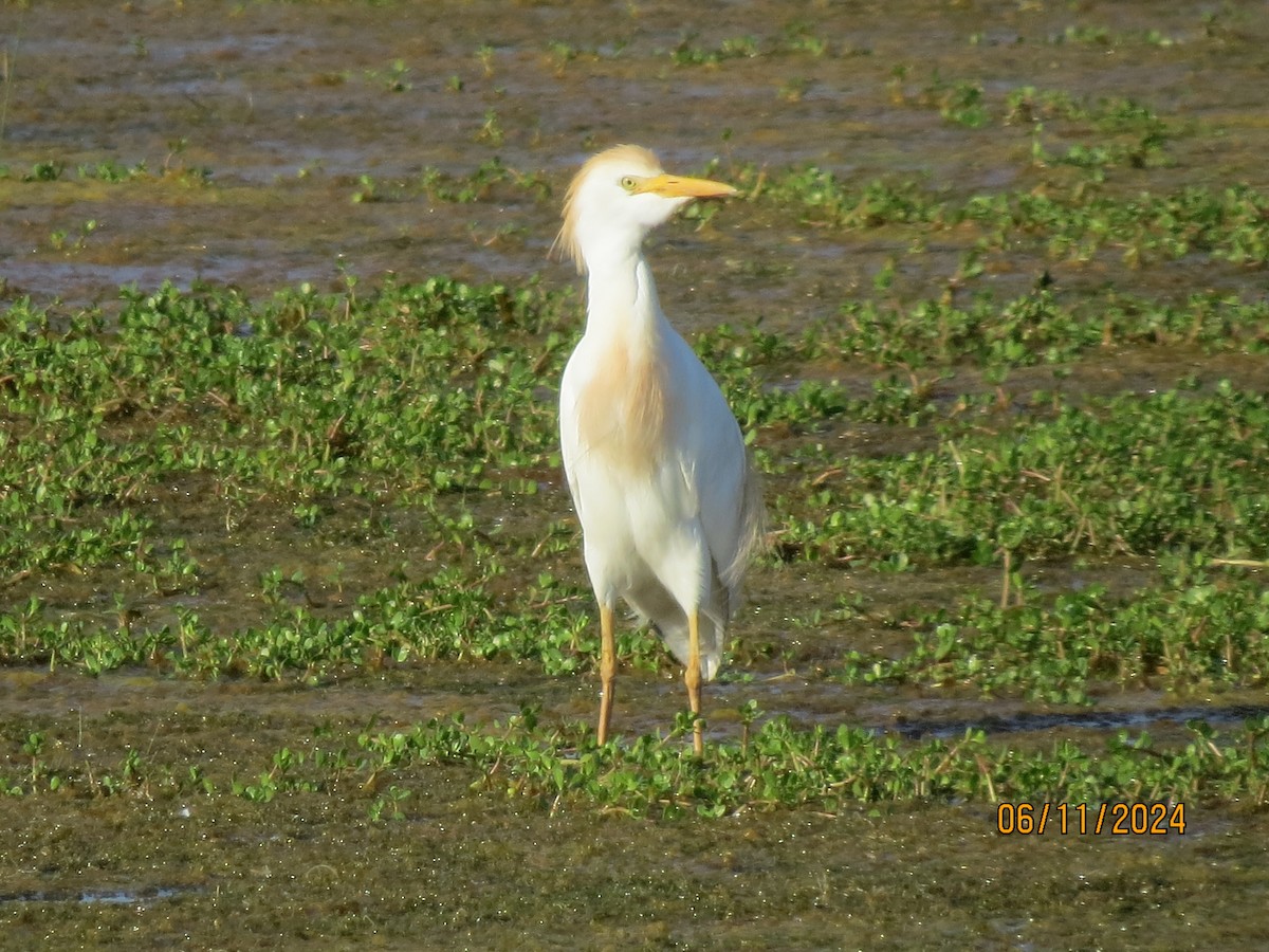 Чапля єгипетська (підвид ibis) - ML620470046