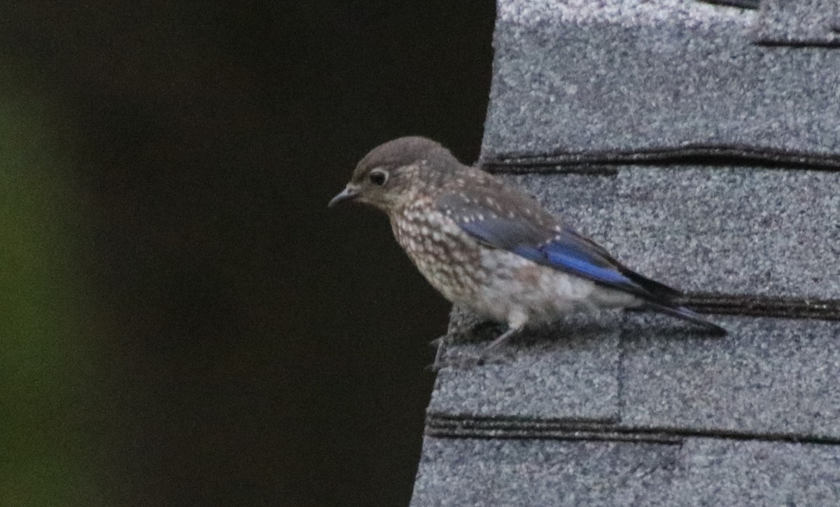 Eastern Bluebird - ML620470048