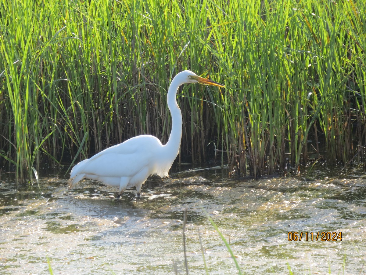 Great Egret - ML620470055