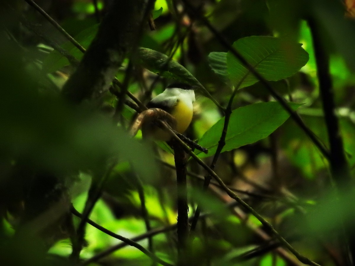 White-collared Manakin - ML620470057