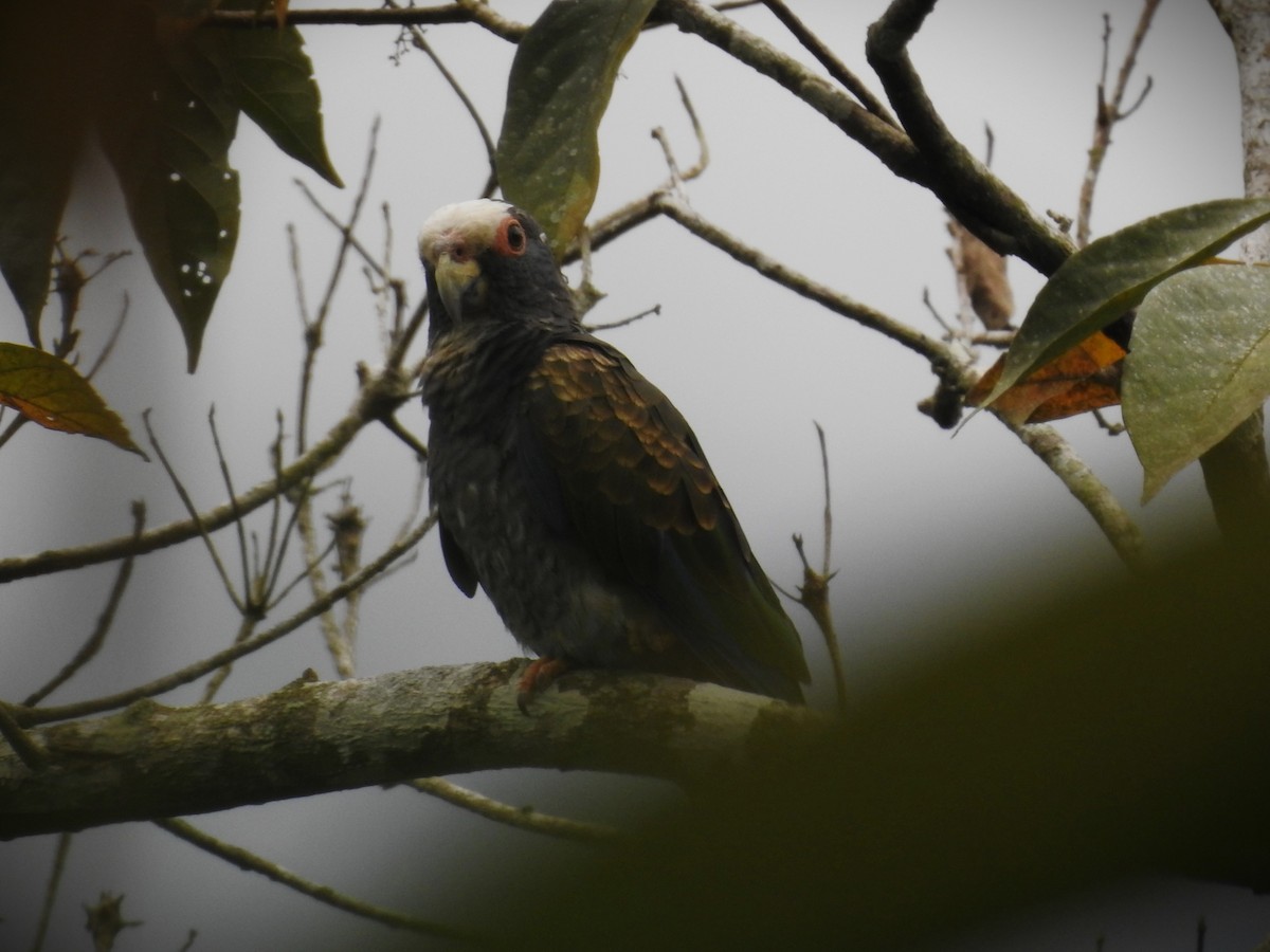 White-crowned Parrot - ML620470063
