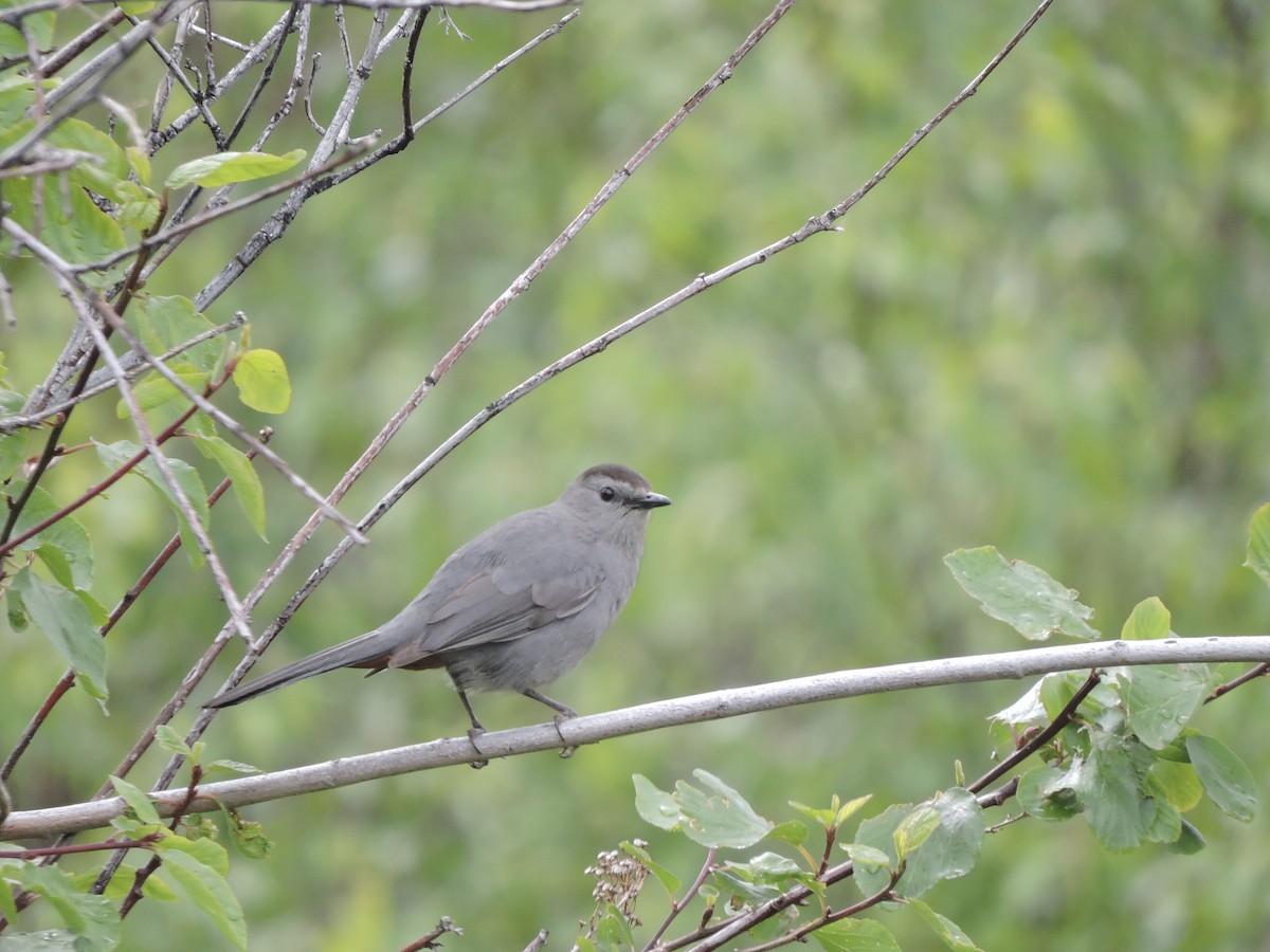 Pájaro Gato Gris - ML620470065