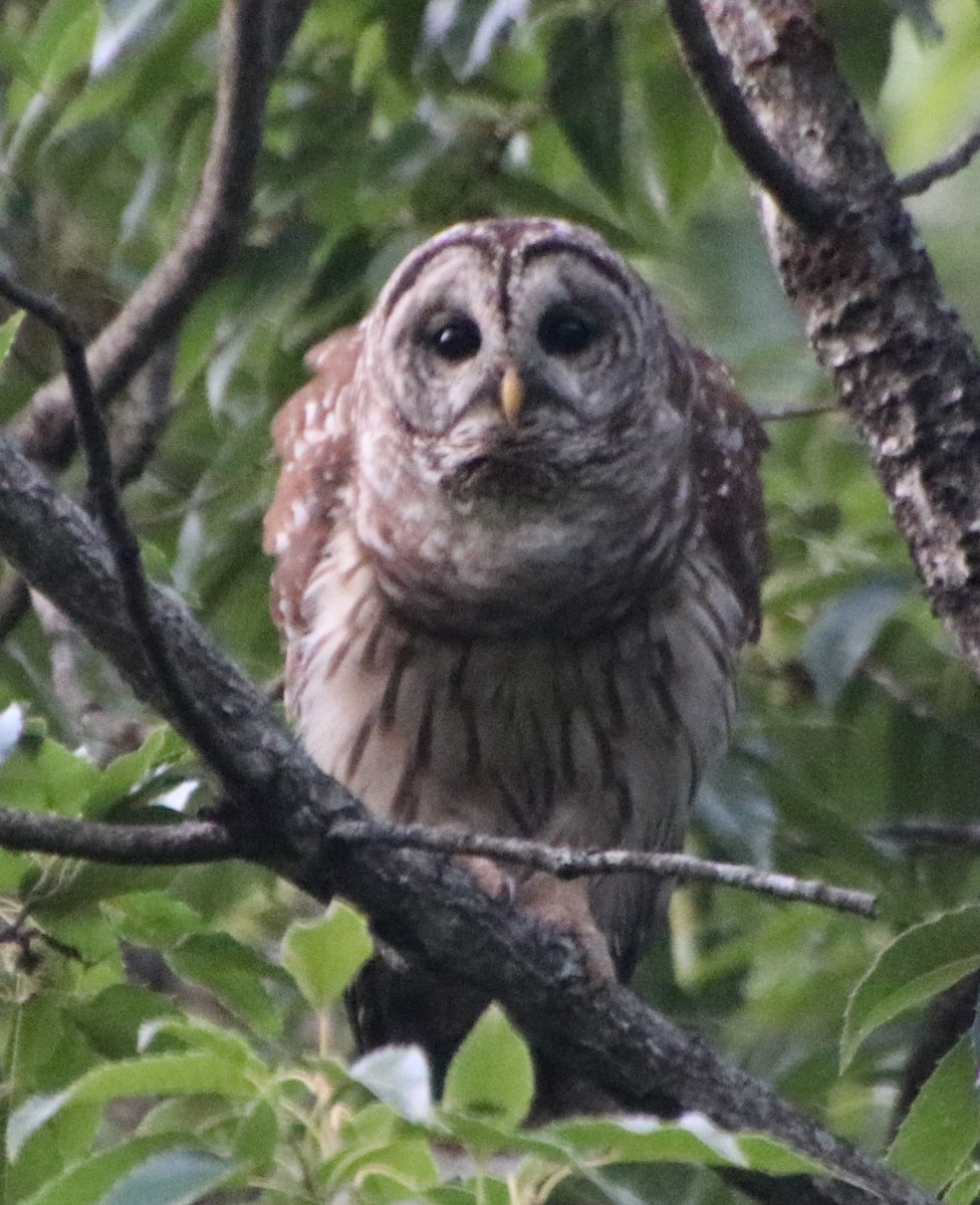 Barred Owl - ML620470068