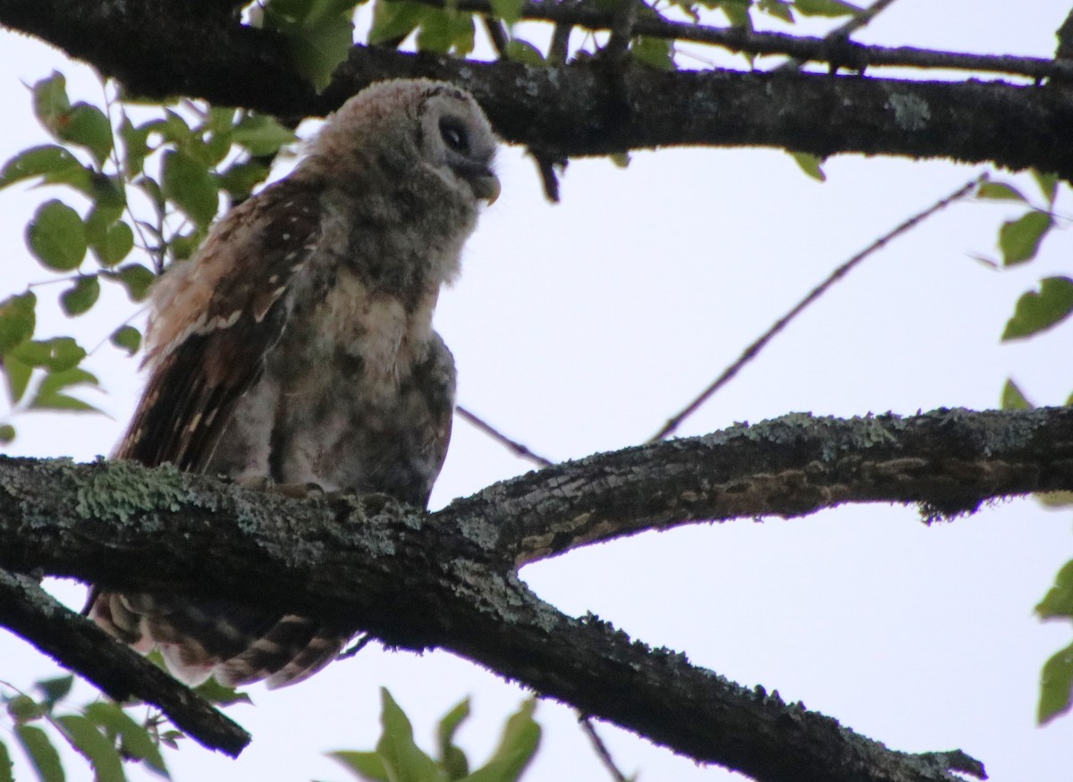 Barred Owl - ML620470071