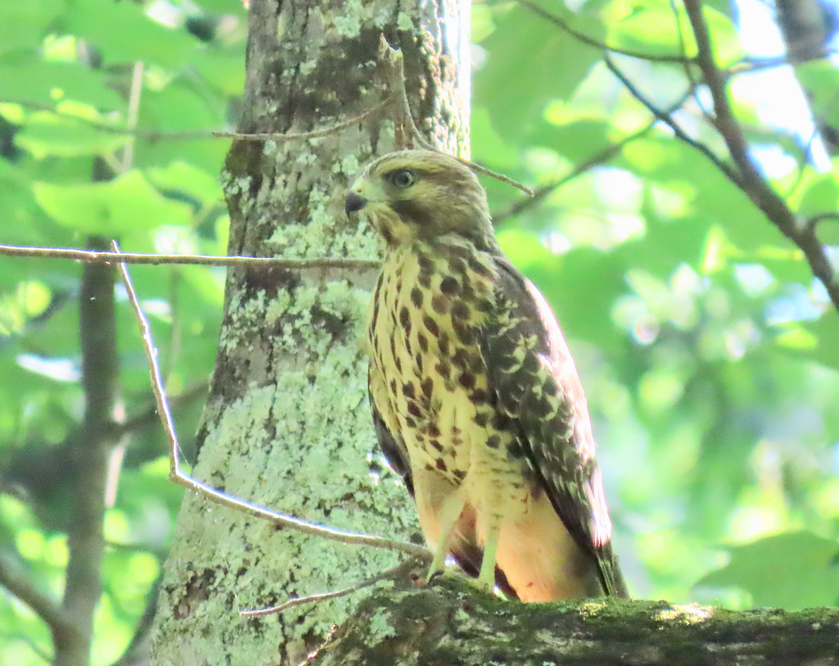 Red-shouldered Hawk - Heather Buttonow