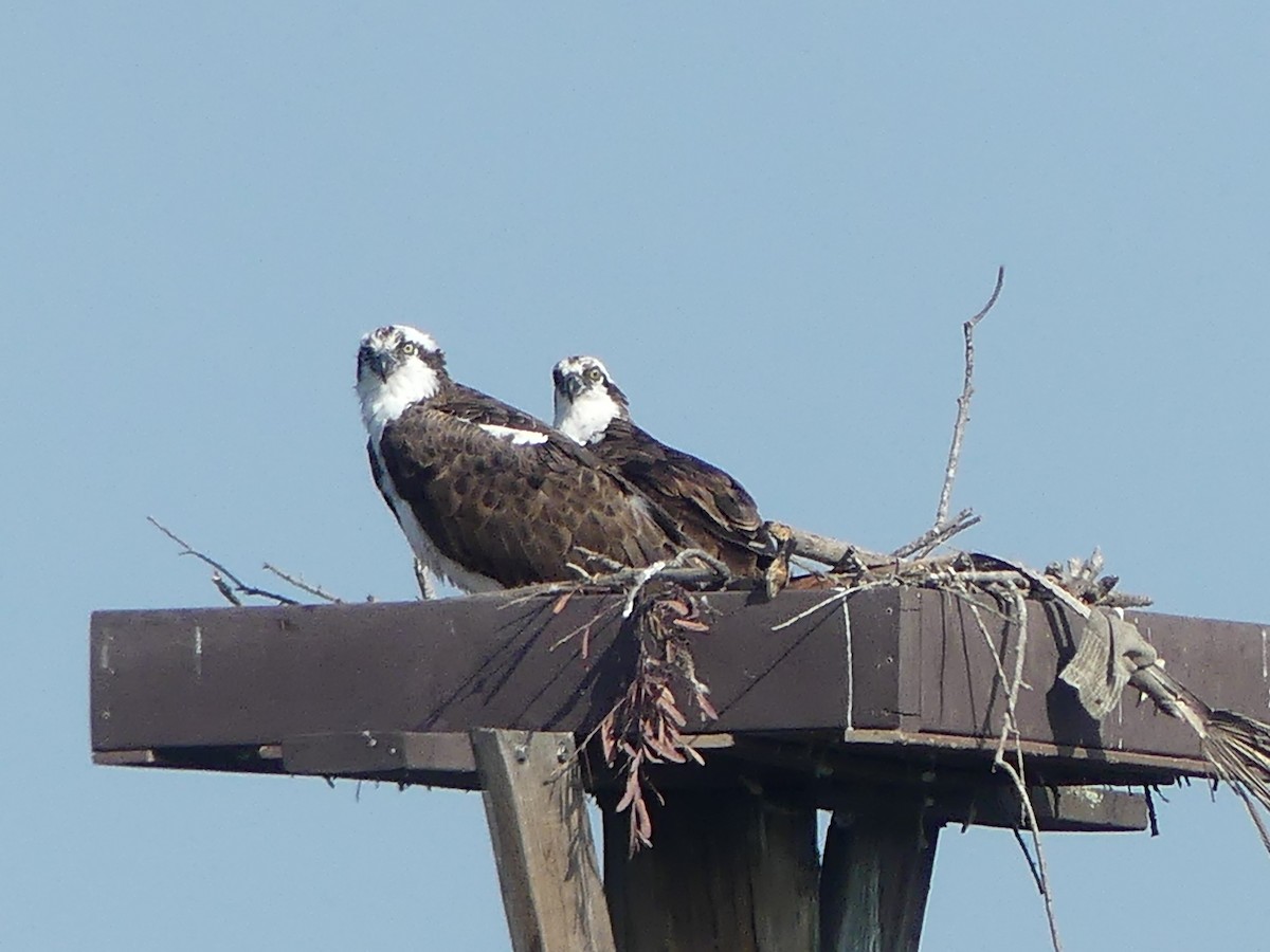 Osprey - David Telles