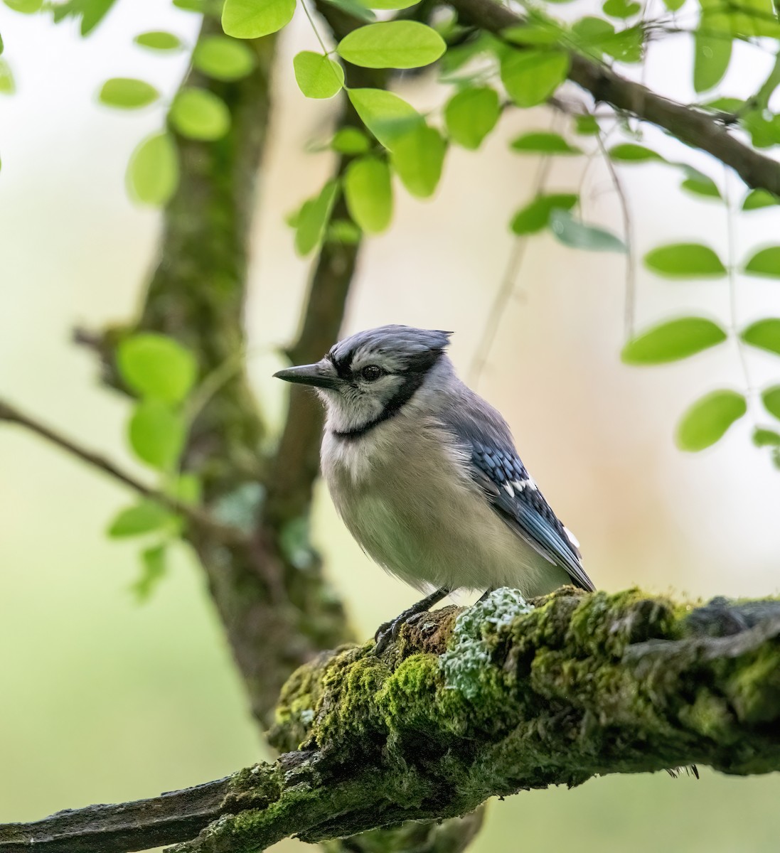 Blue Jay - ML620470086