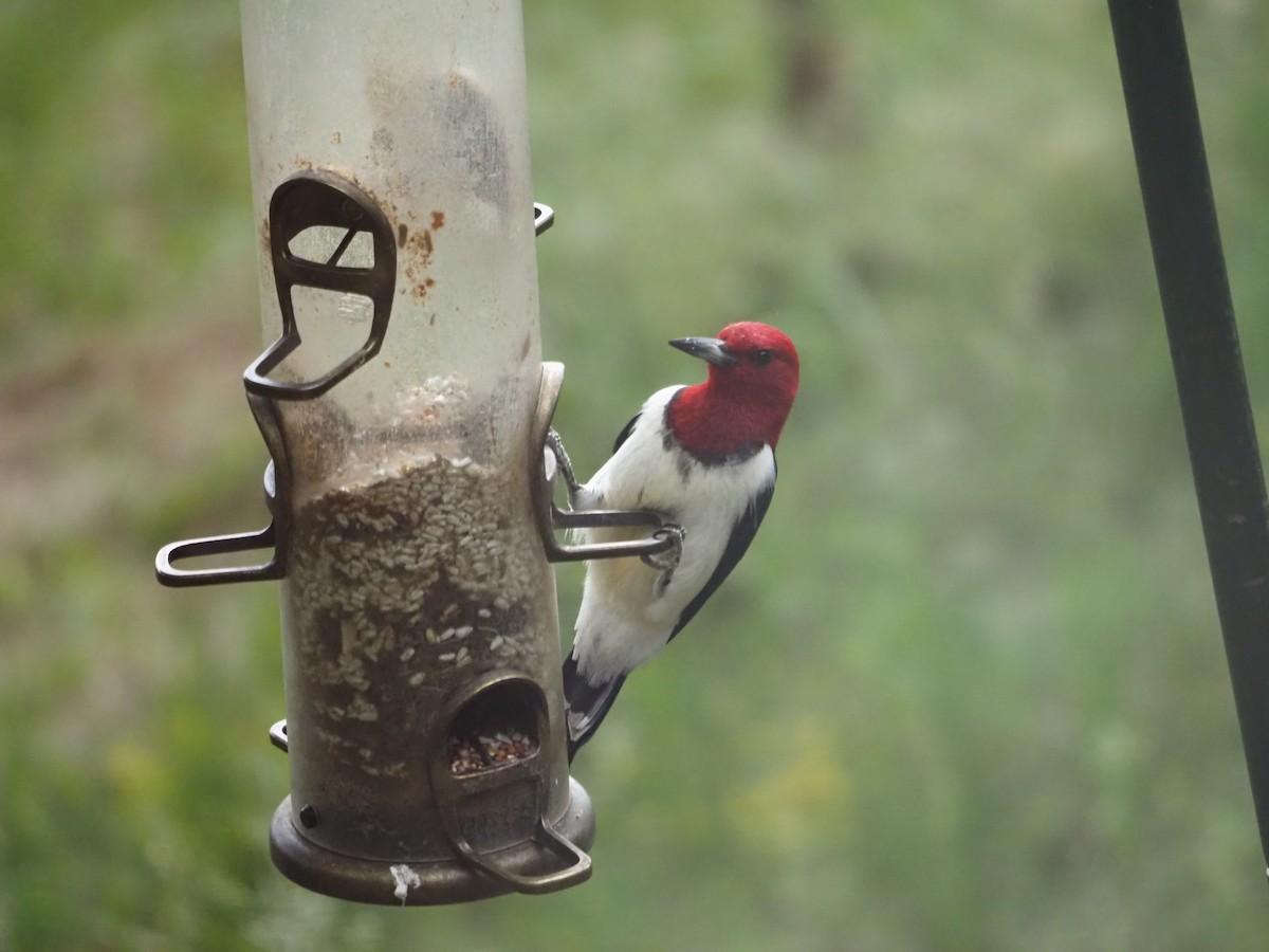 Red-headed Woodpecker - ML620470087