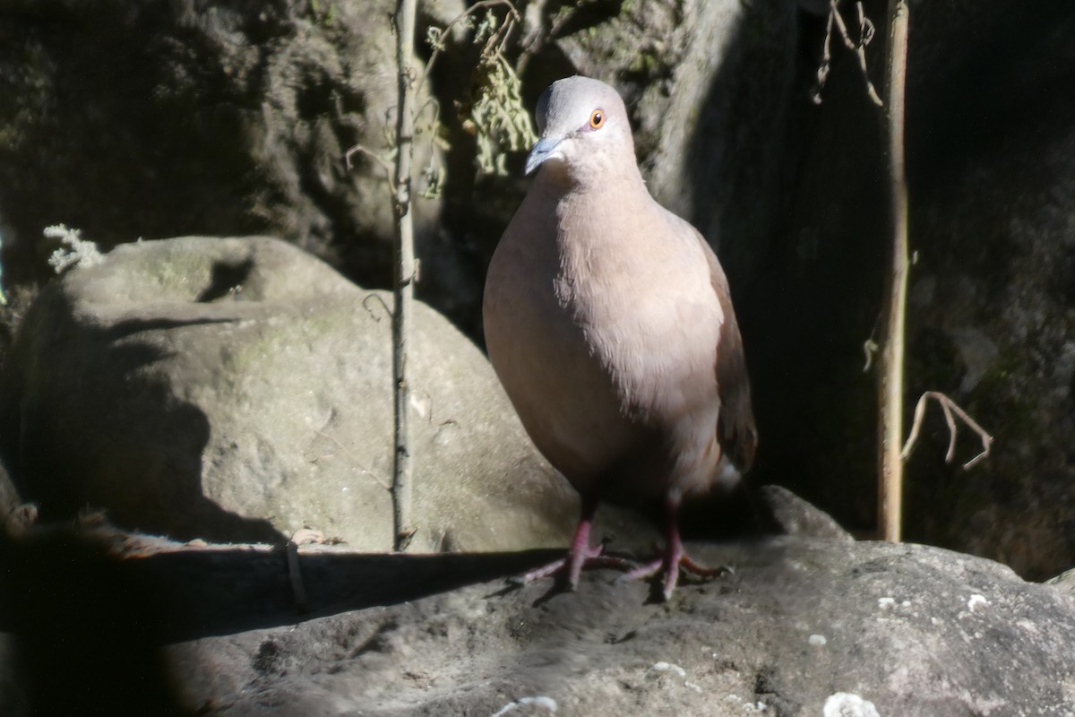 White-tipped Dove - ML620470088