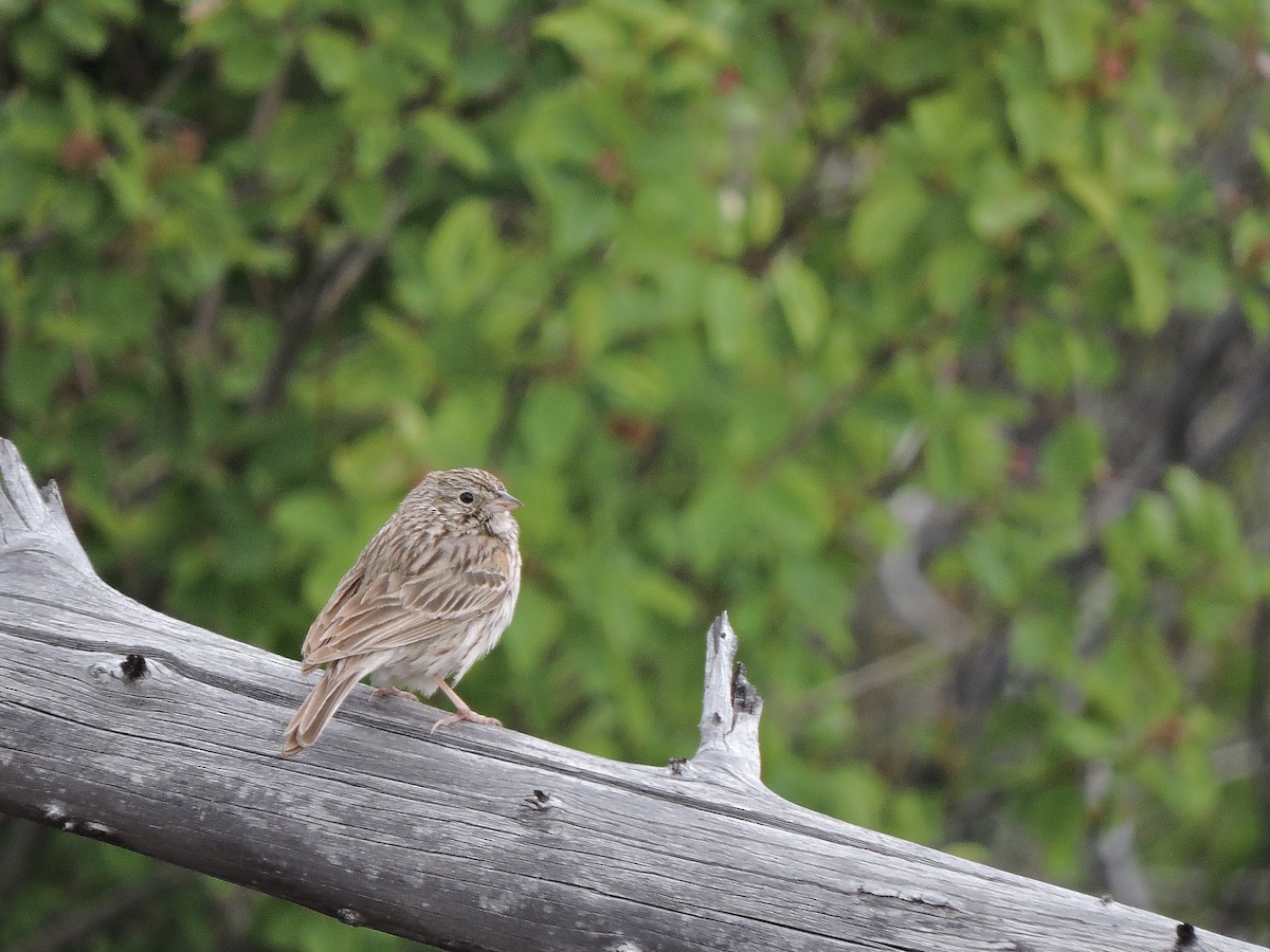 Vesper Sparrow - ML620470092