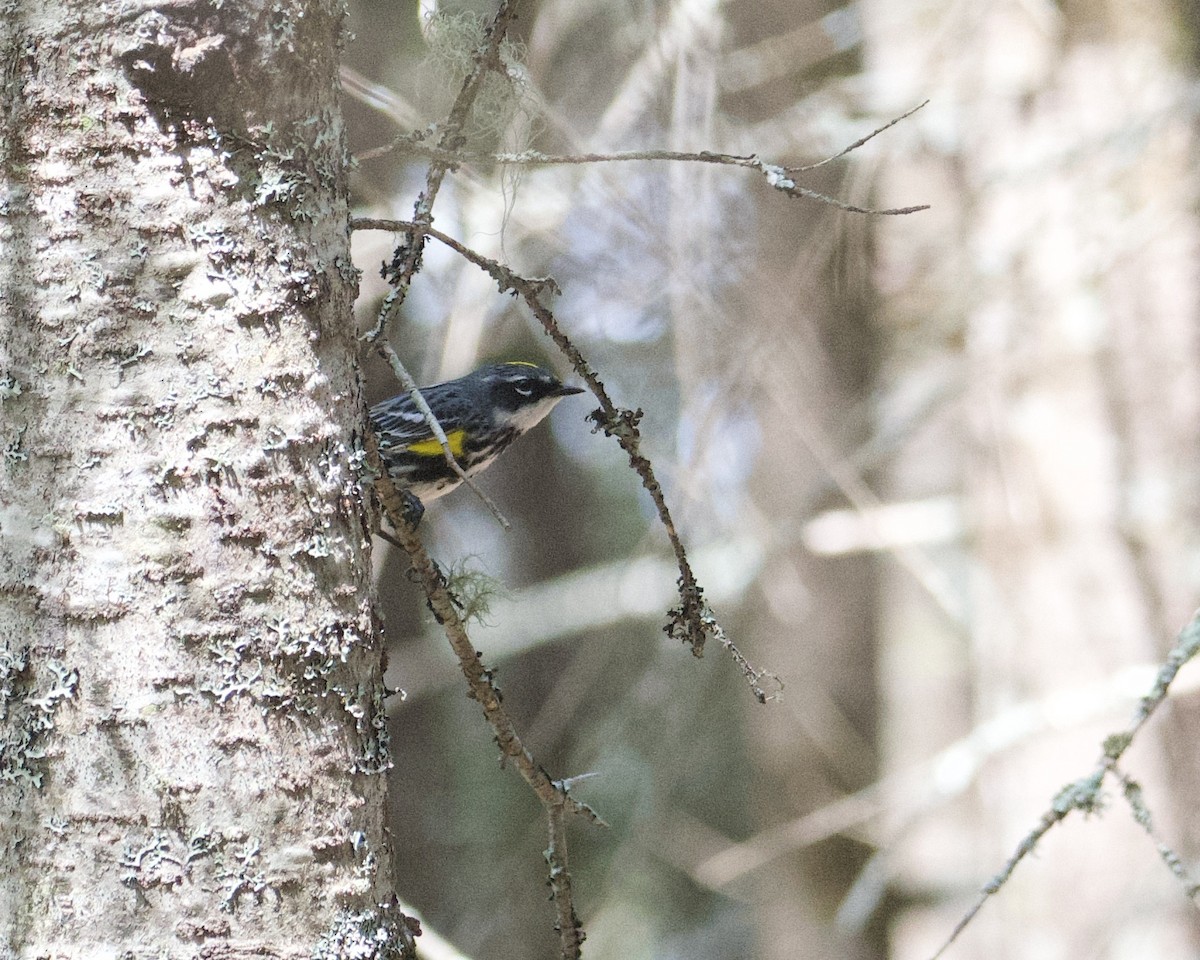 Yellow-rumped Warbler - ML620470094