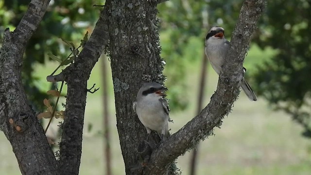 Pie-grièche migratrice - ML620470097