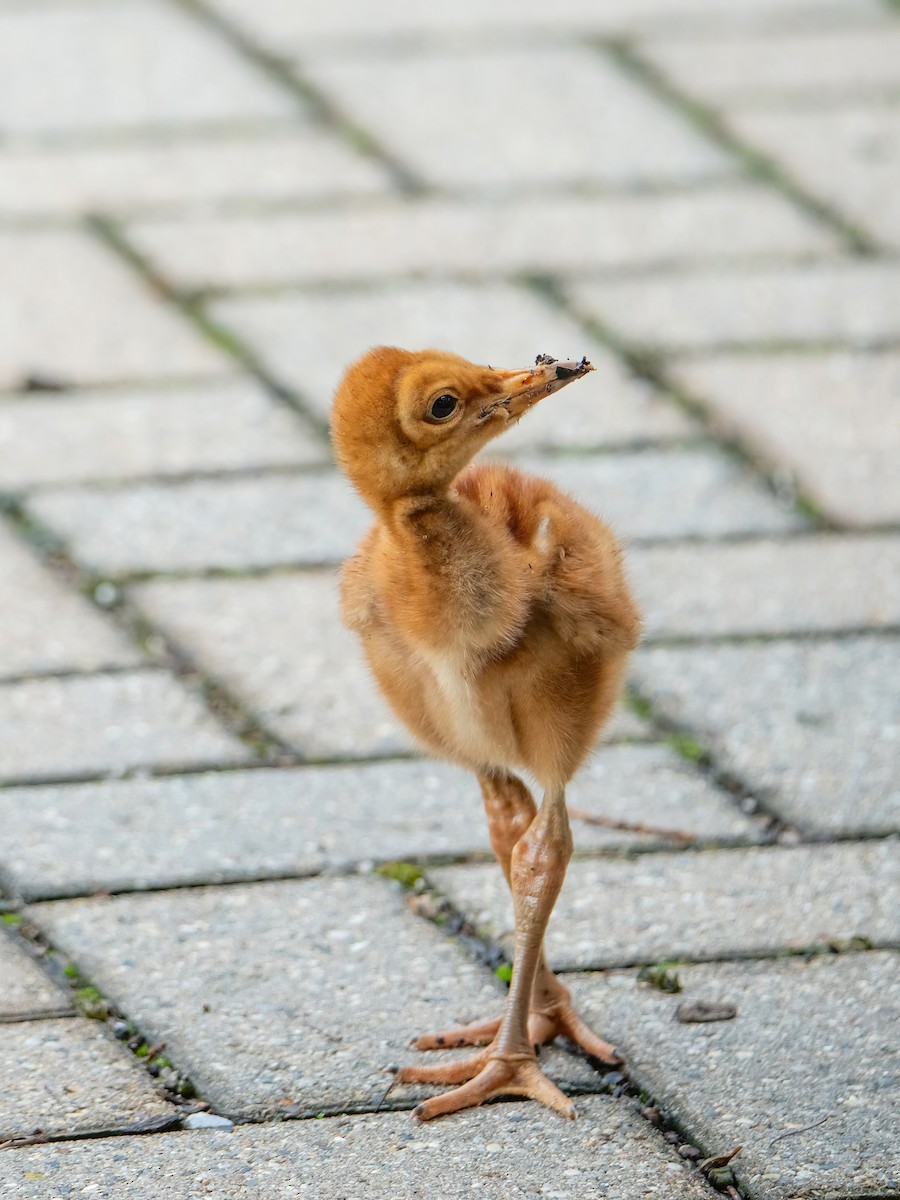 Sandhill Crane - Theresa Ray