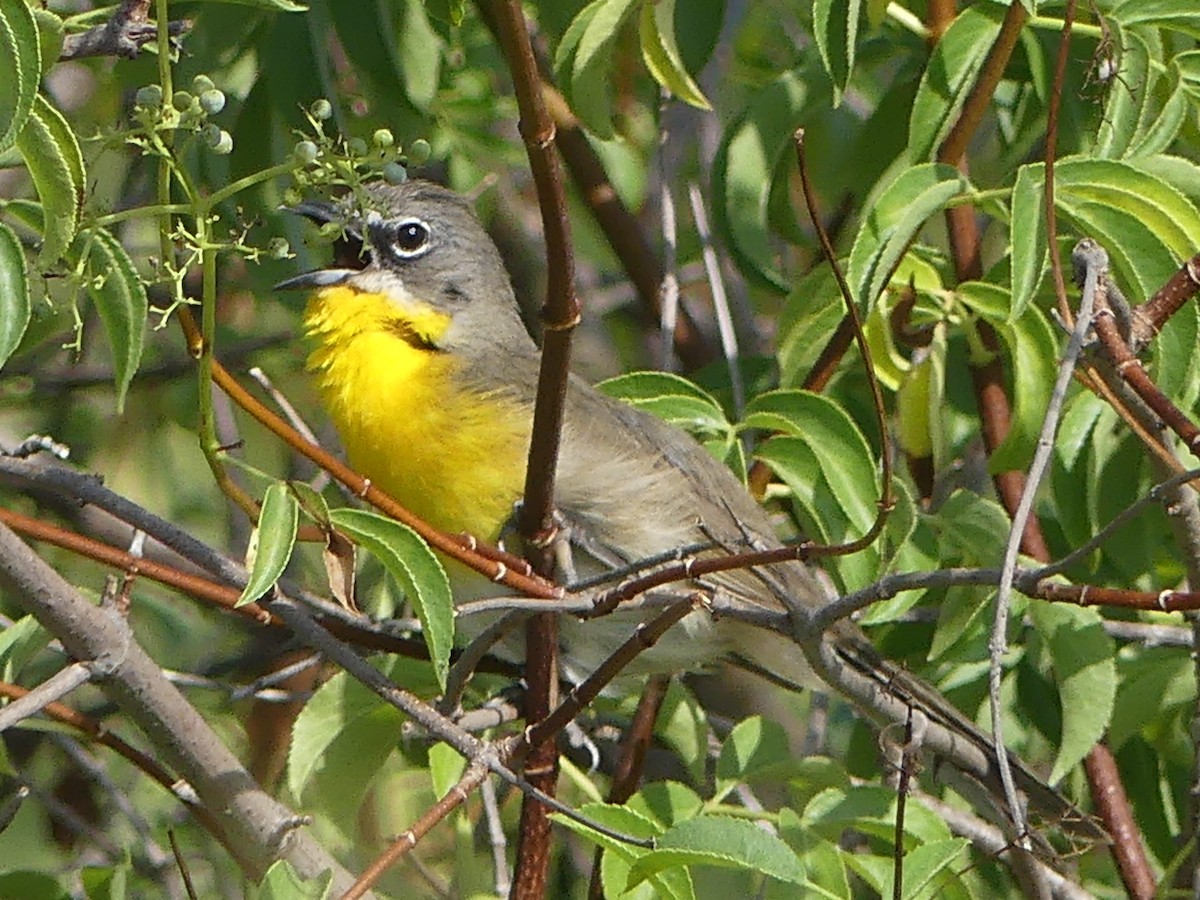 Yellow-breasted Chat - ML620470099