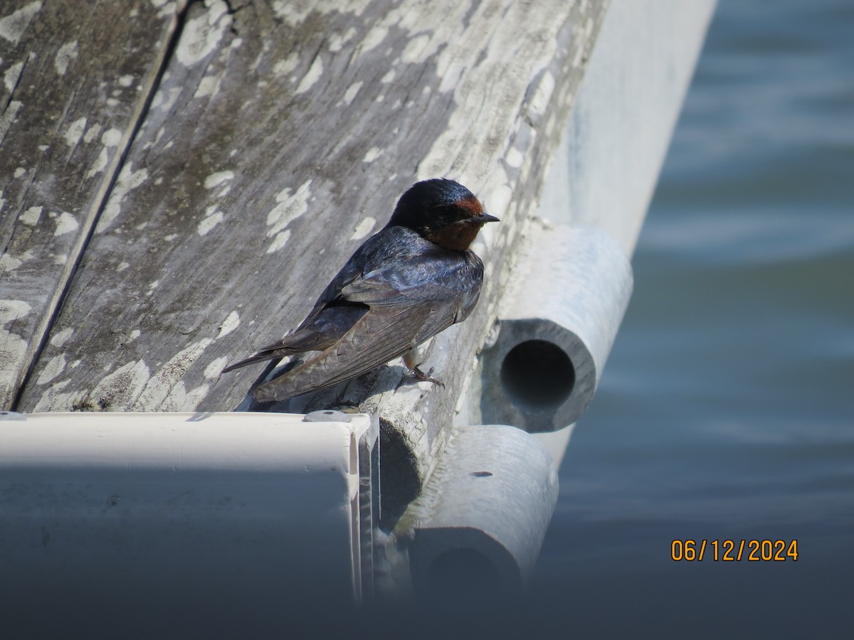 Barn Swallow - ML620470102