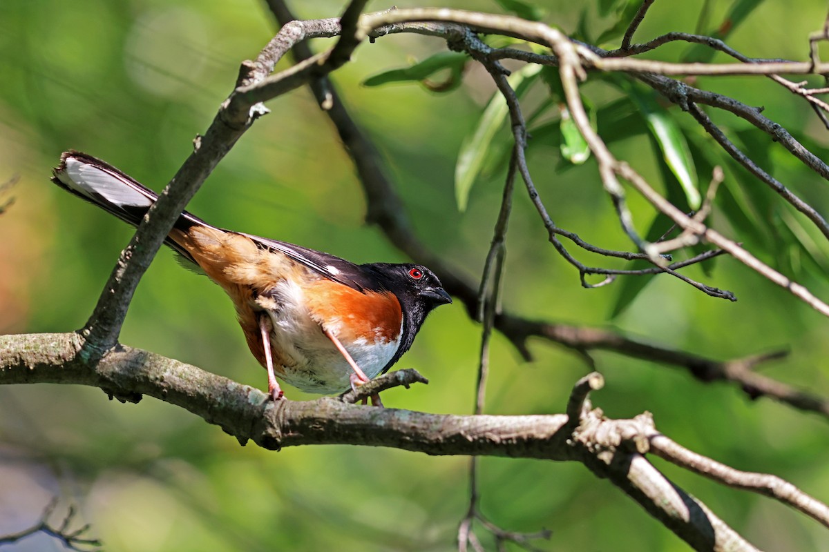 Eastern Towhee - ML620470106