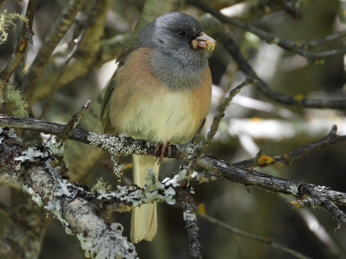 Dark-eyed Junco (Pink-sided) - ML620470108