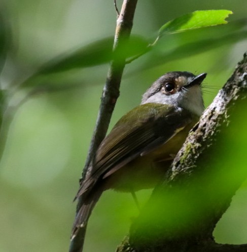 Pale-yellow Robin - ML620470118