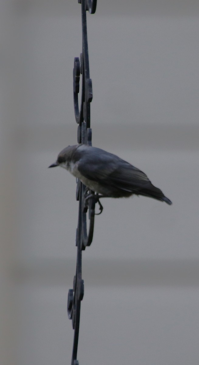 Brown-headed Nuthatch - ML620470126