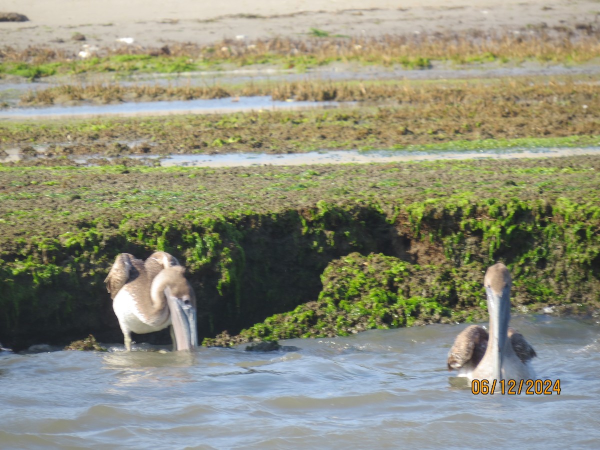 Brown Pelican - ML620470133