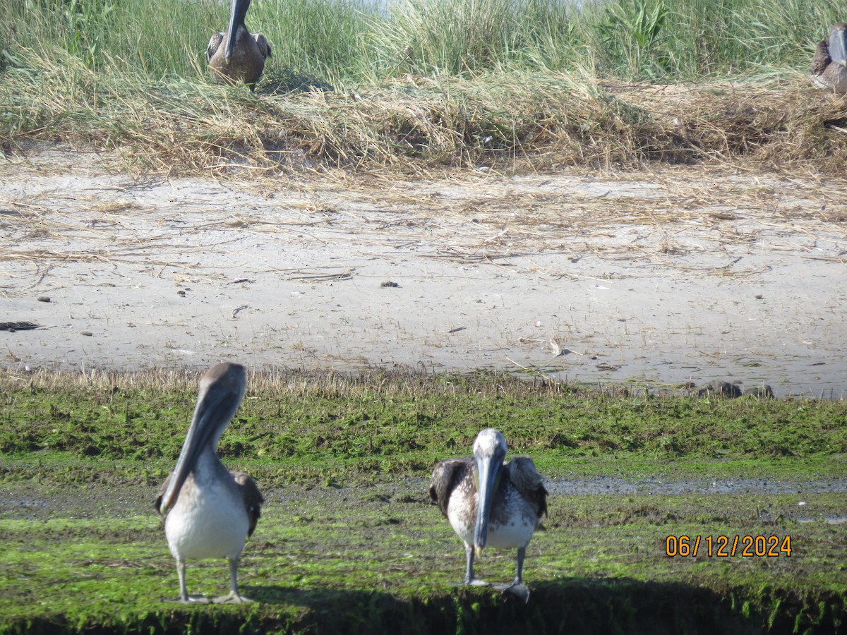 Brown Pelican - ML620470134