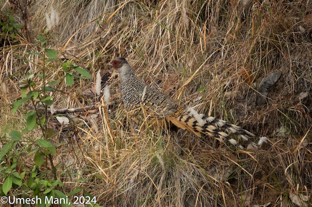 Cheer Pheasant - ML620470136