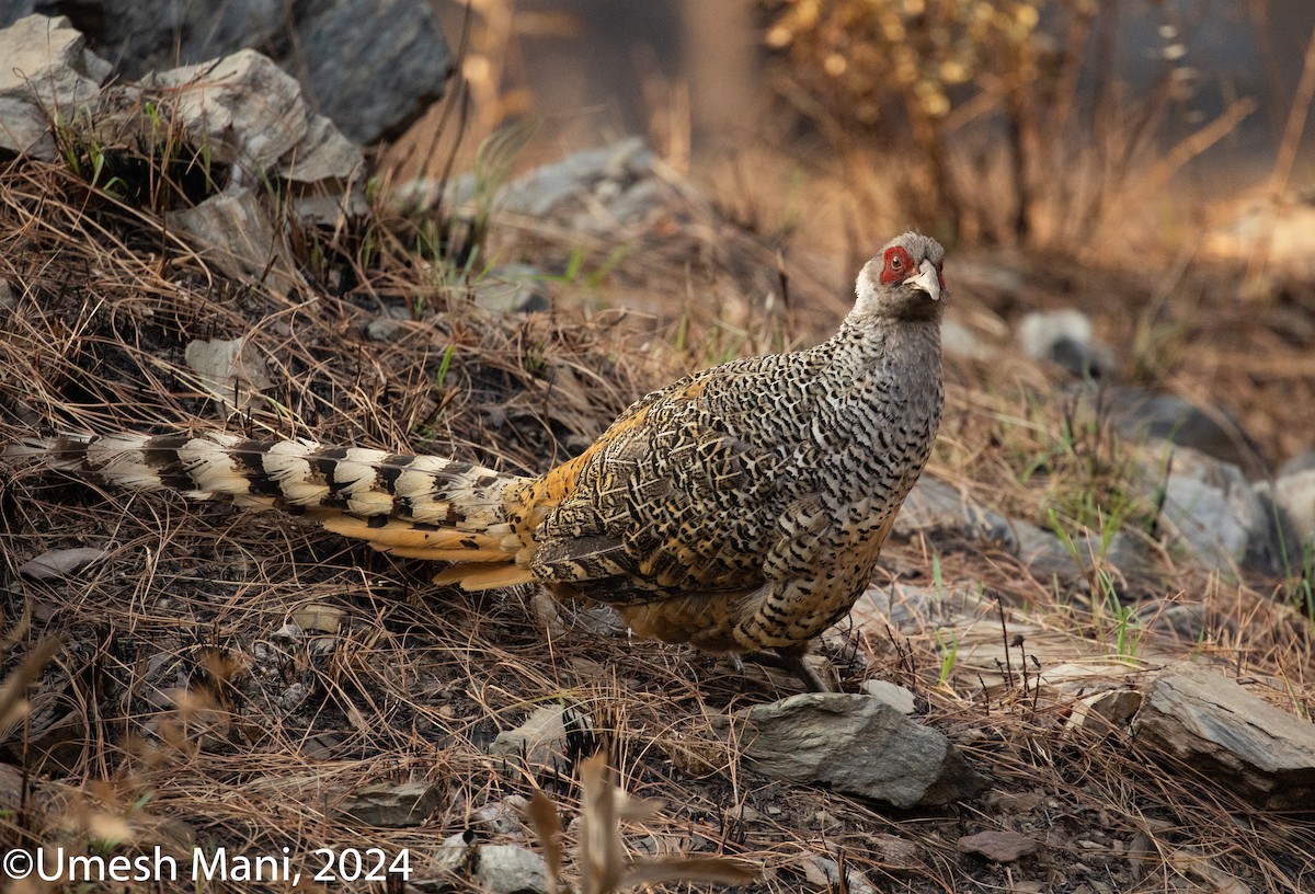 Cheer Pheasant - Umesh Mani