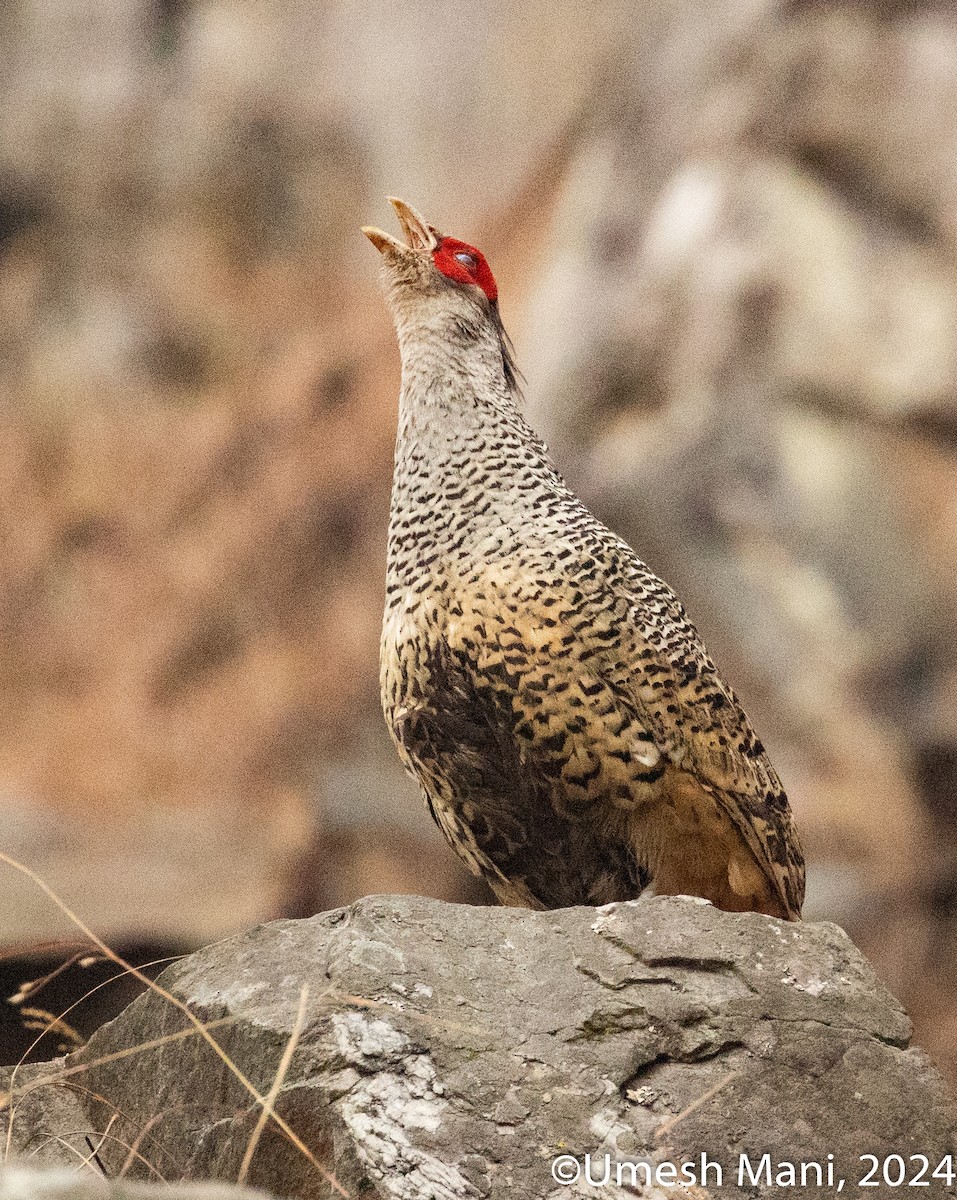 Cheer Pheasant - ML620470142