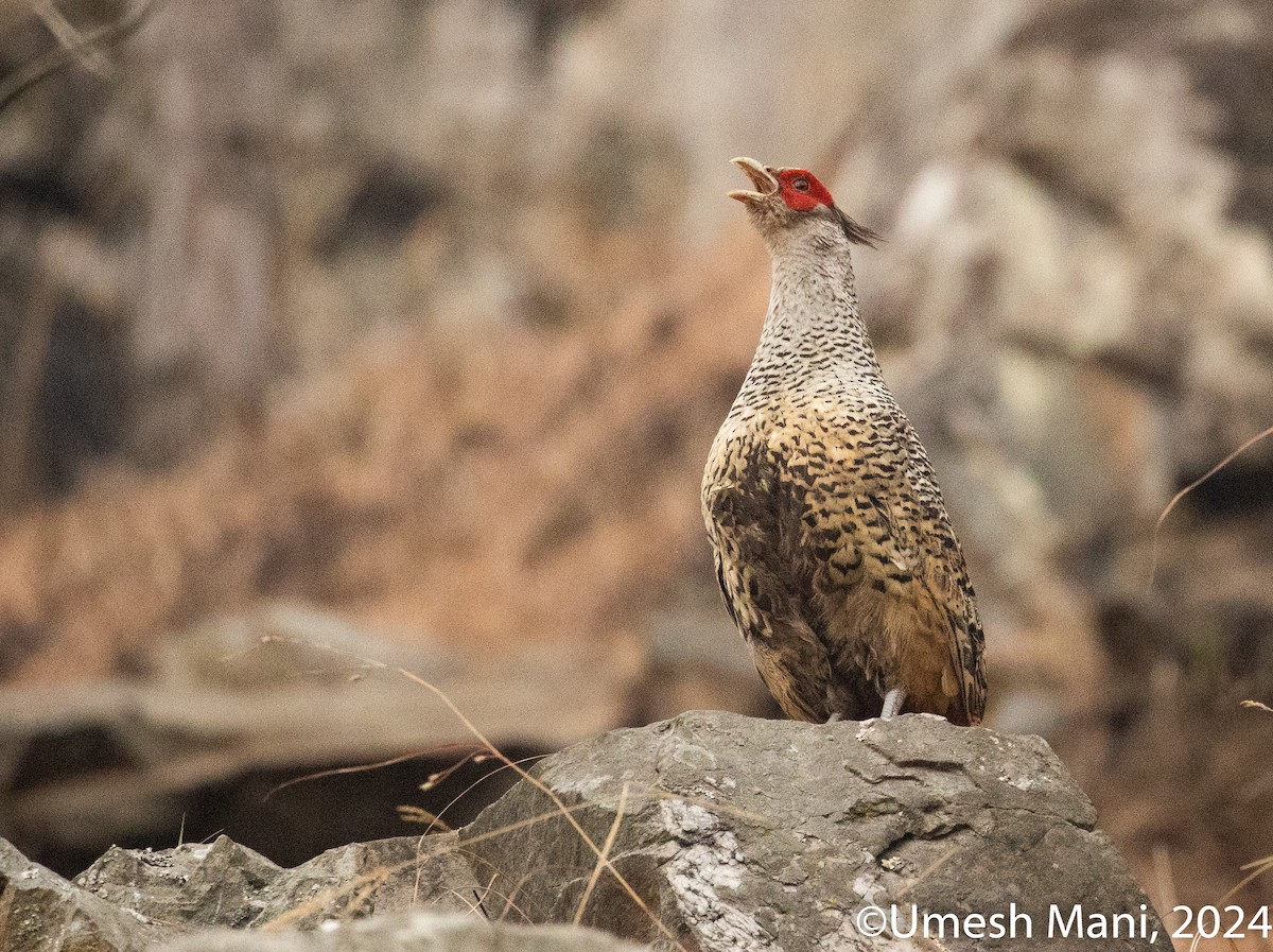 Cheer Pheasant - ML620470144