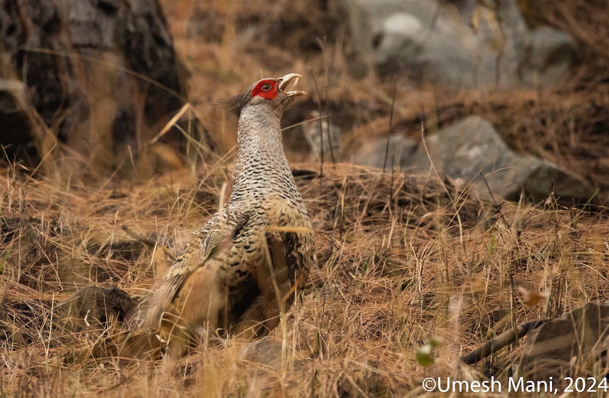 Cheer Pheasant - ML620470145