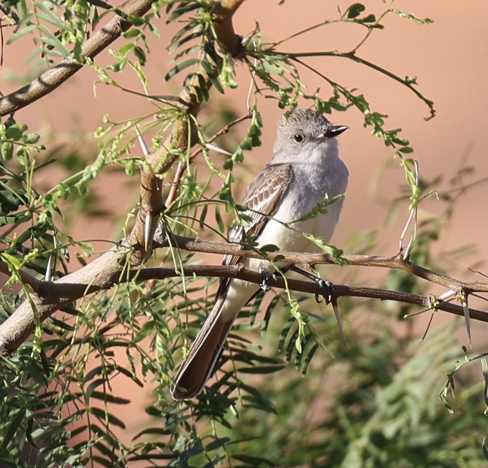 Ash-throated Flycatcher - ML620470148