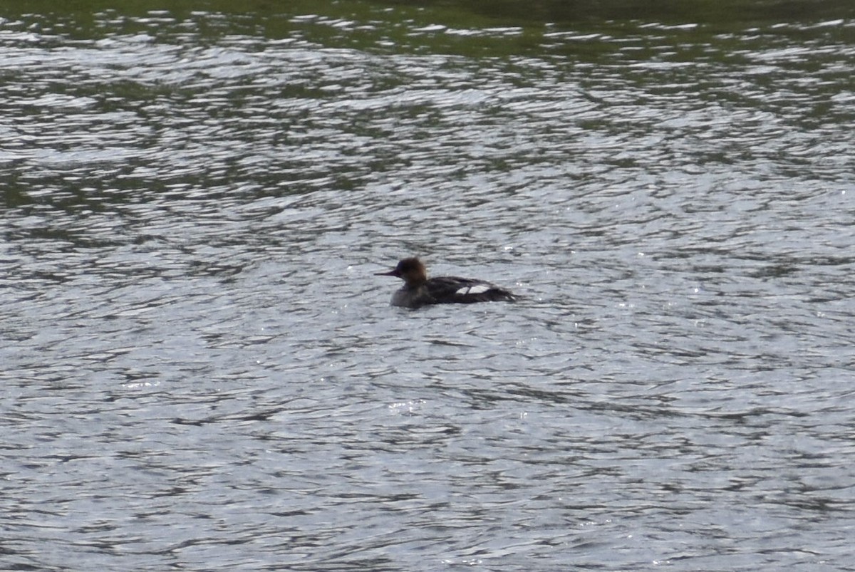 Red-breasted Merganser - ML620470152